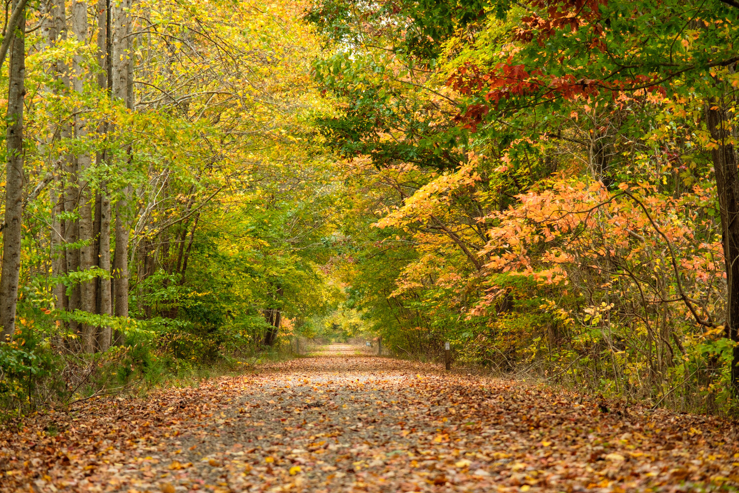 Ringgold Rail Trail - Fall Shot