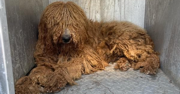 Knight - matted dog at the Pet Center