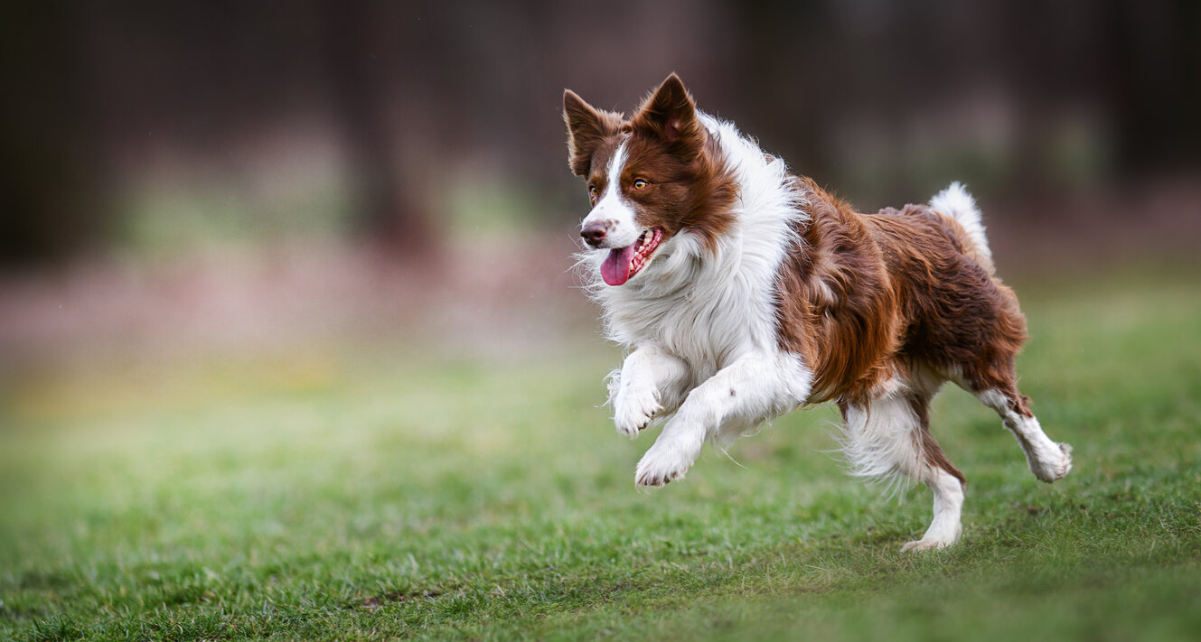 Running Dog