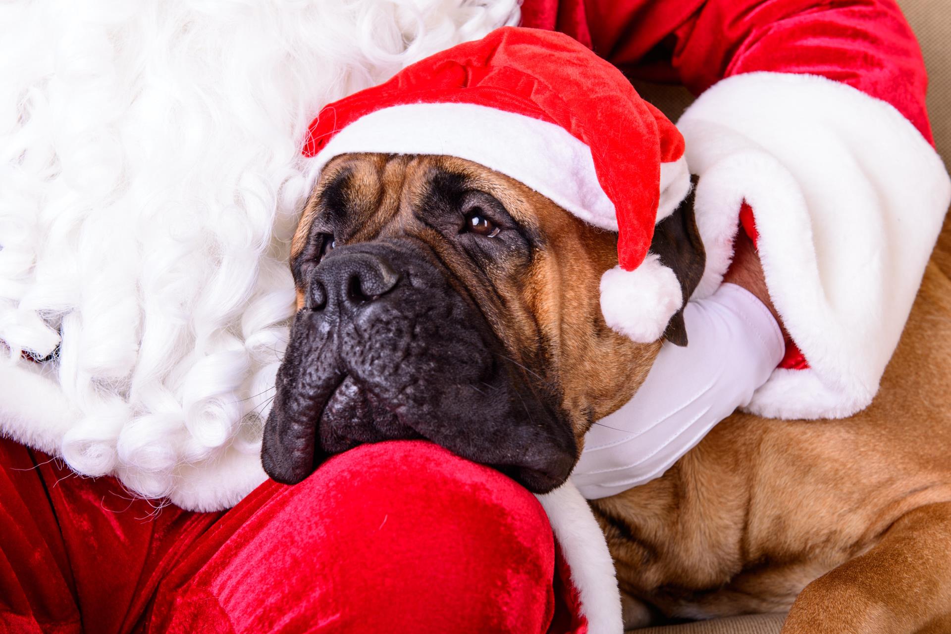 Dog with Santa - wearing santa hat