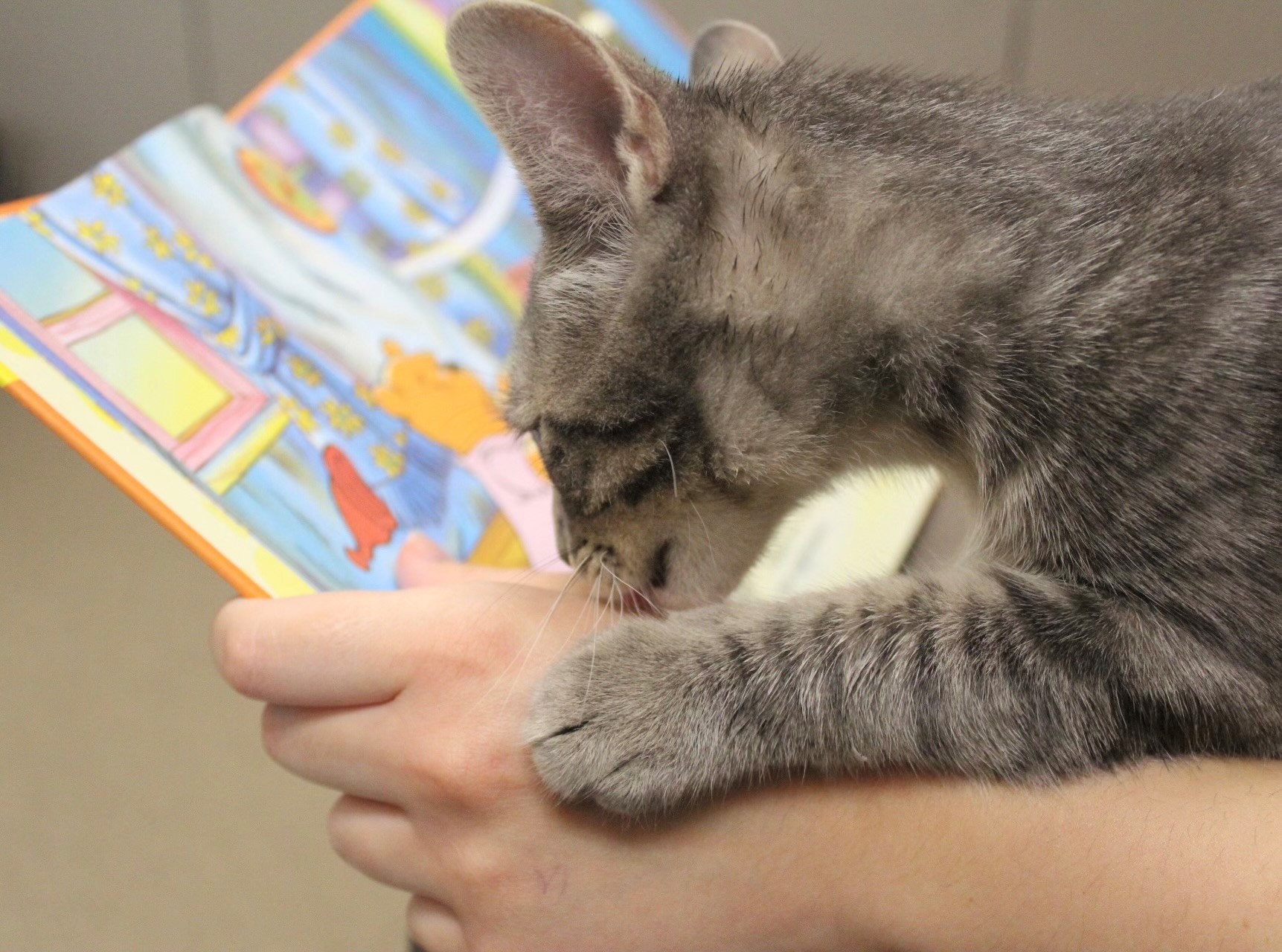 Cat touching a person