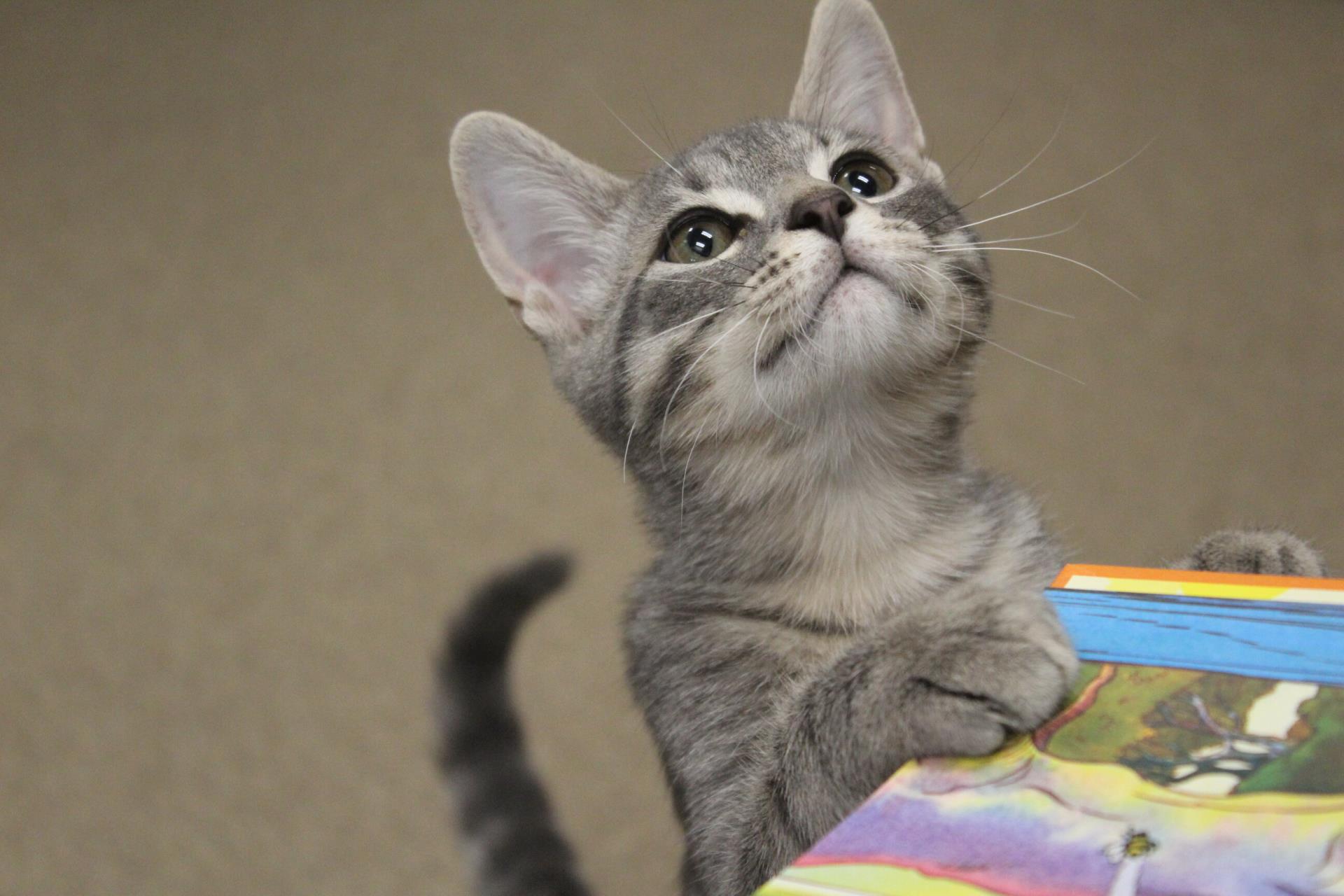 Cat touching a book and looking up