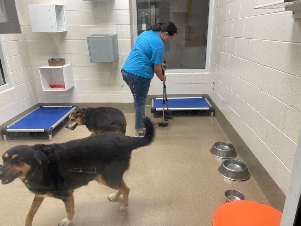 A big dog and cleaning at the Pet Center