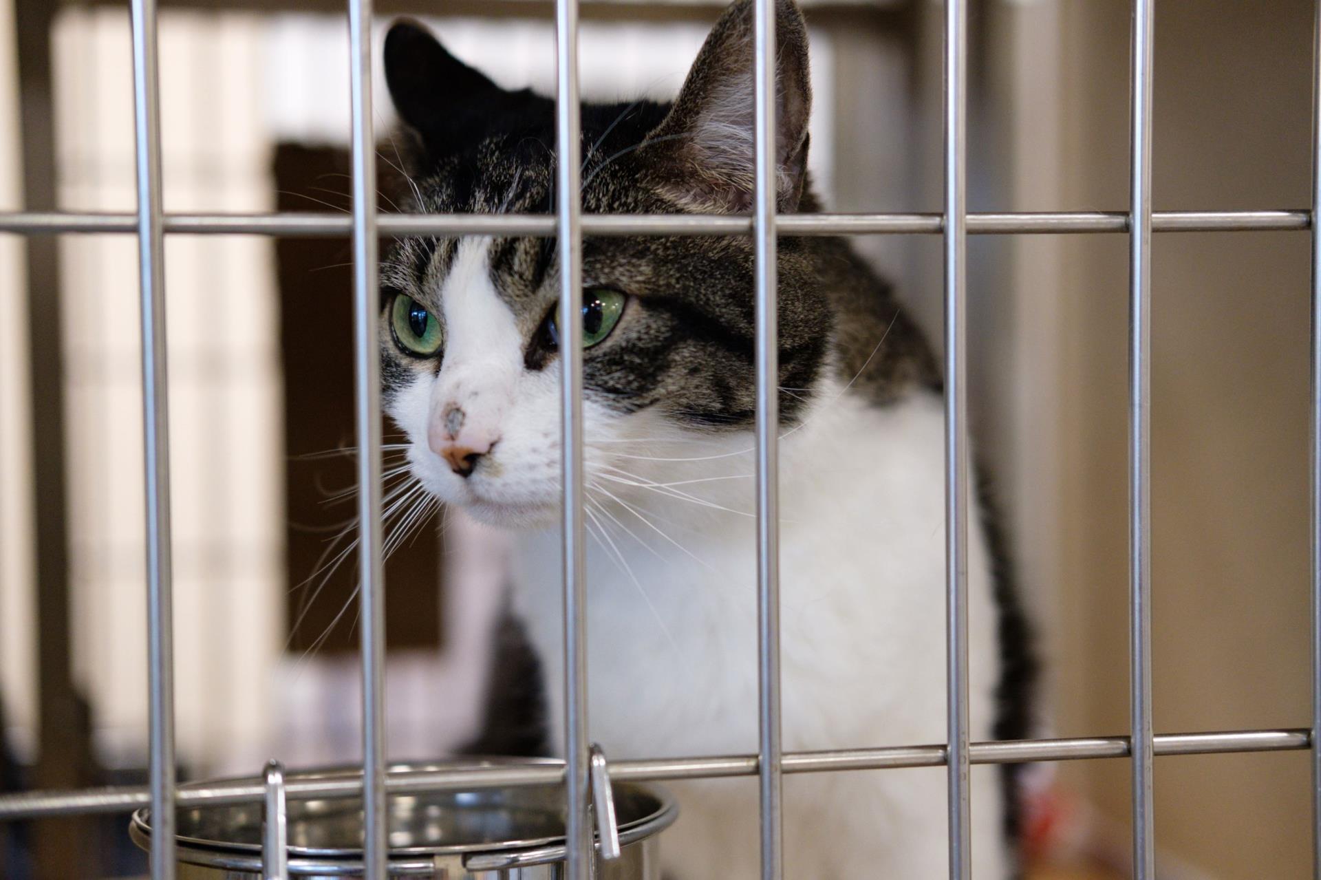 Cat at Pet Center